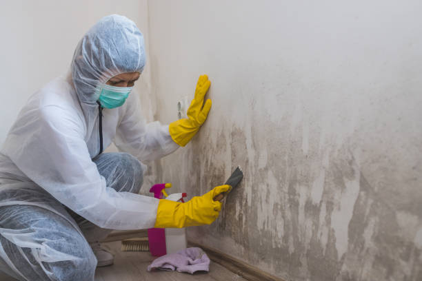 Best Black Mold Removal  in Kirkland, WA