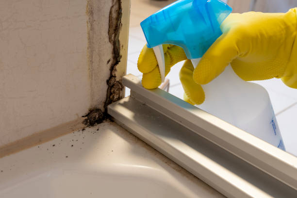 Best Mold Removal Company Near Me  in Kirkland, WA