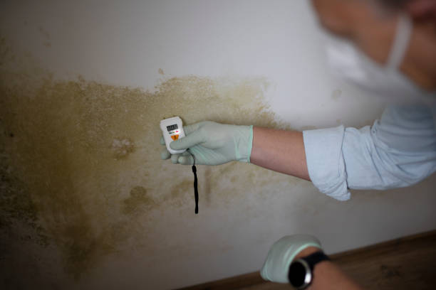 Reliable Kirkland, WA Mold Removal Solutions