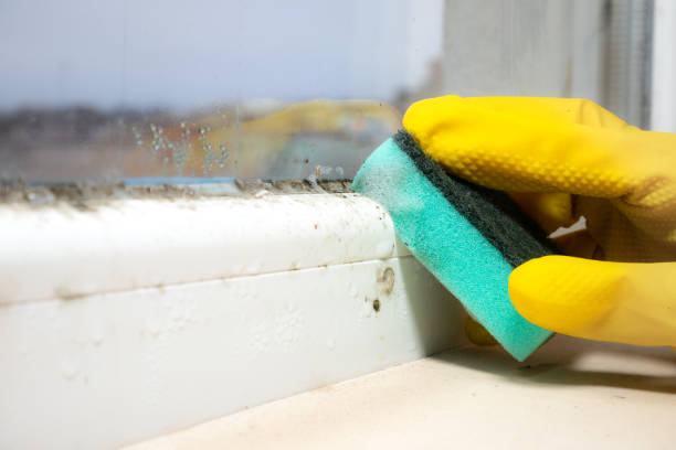 Best Commercial Mold Removal  in Kirkland, WA