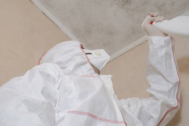 Best Mold Remediation Experts  in Kirkland, WA
