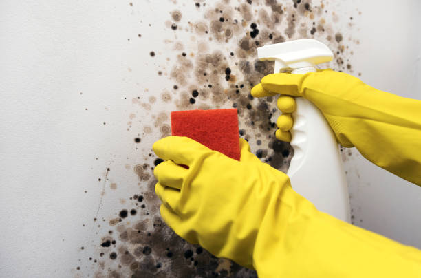 Mold Testing and Removal in Kirkland, WA
