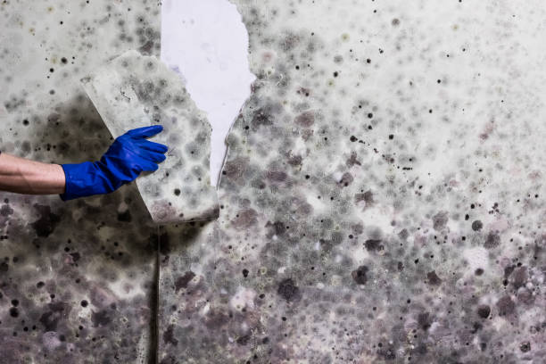 Best Mold Testing  in Kirkland, WA